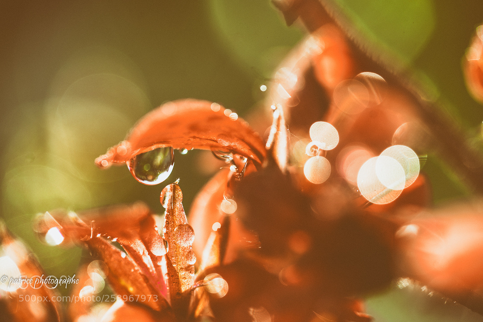Sony a7R II sample photo. Red dress photography