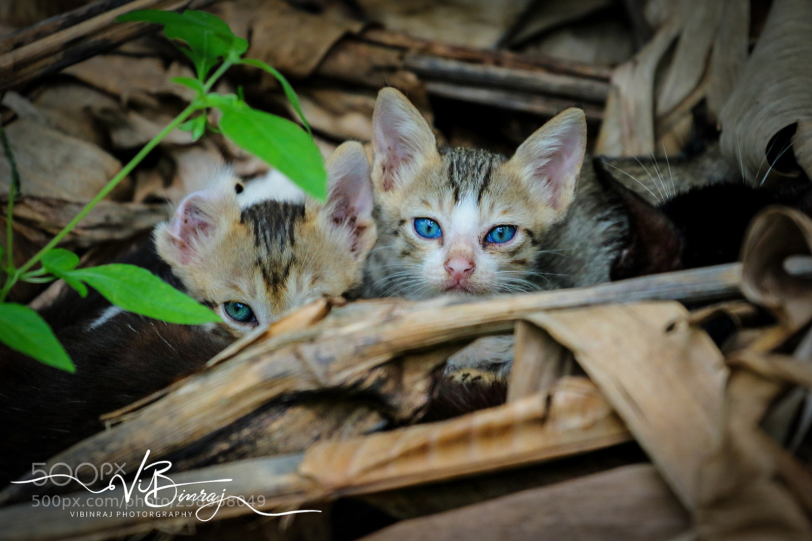 Canon EOS 80D sample photo. Blue eyes photography