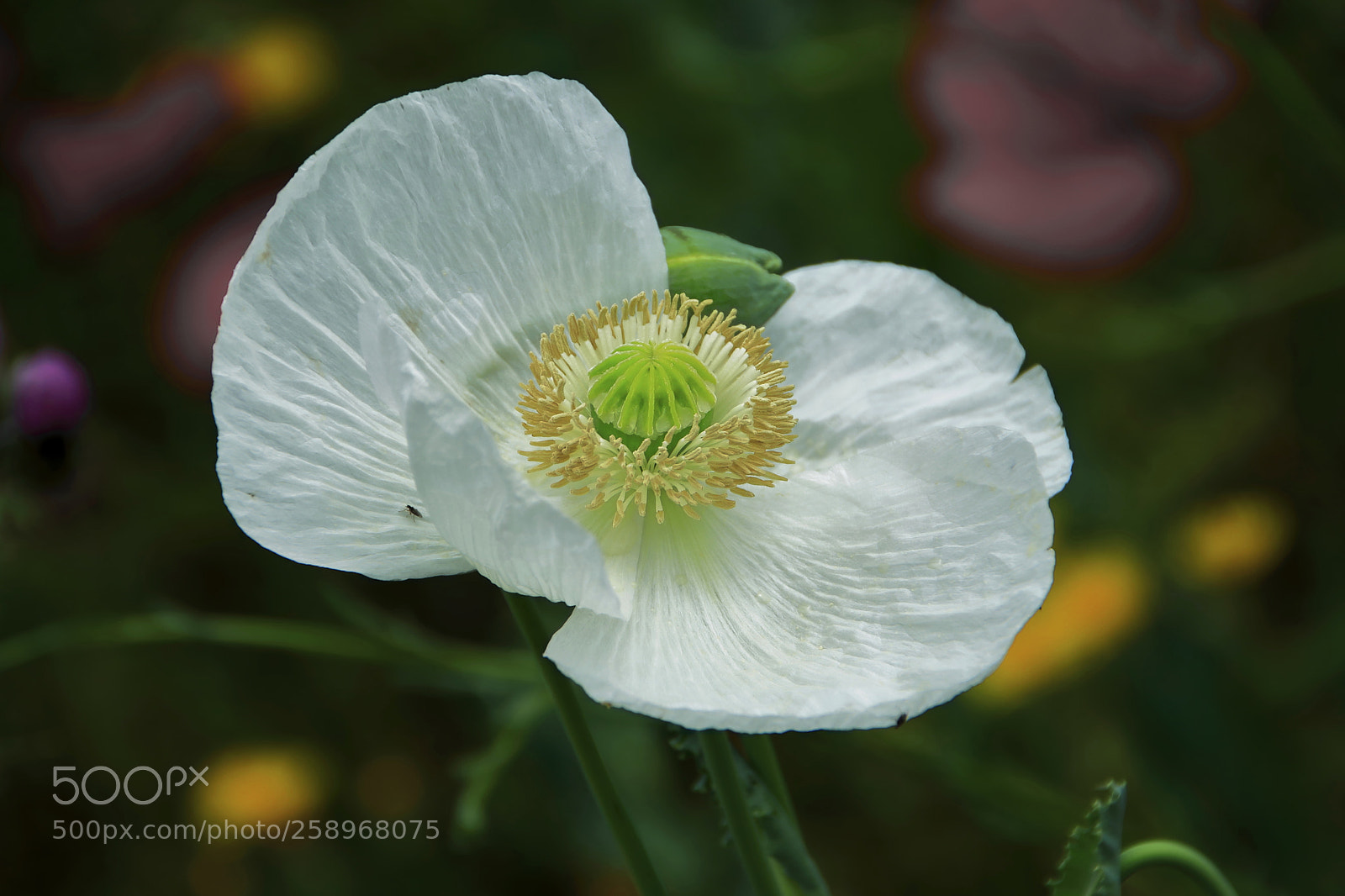 Canon EOS 80D sample photo. Amapola blanca_01 photography