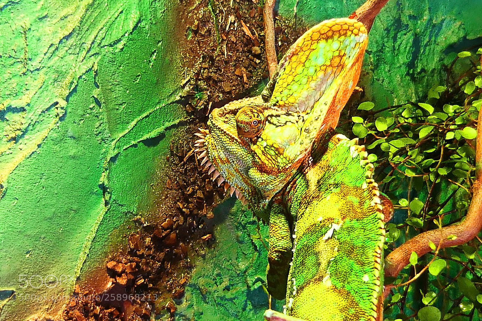 Panasonic Lumix DMC-FZ2500 (Lumix DMC-FZ2000) sample photo. Chamäleon photography