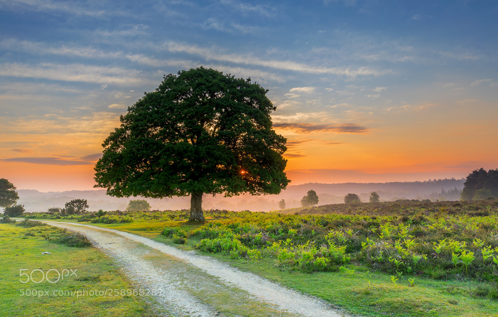 Canon EOS 5D Mark IV sample photo. Sunrise path photography