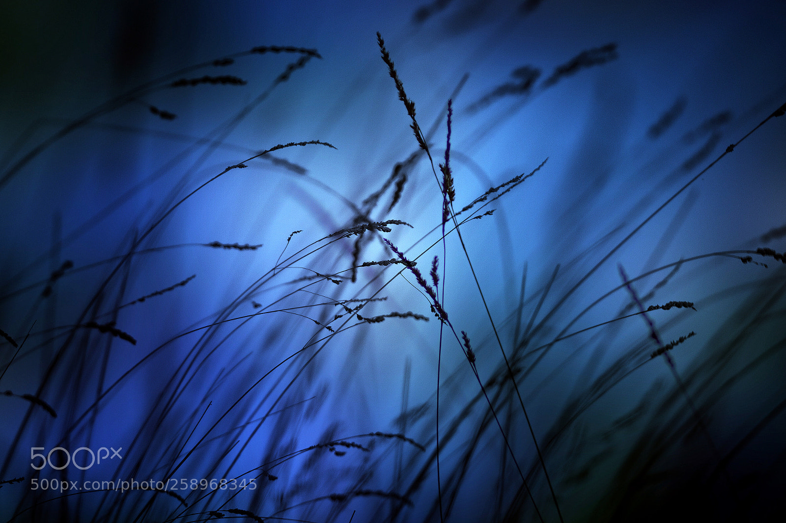 Canon EOS 50D sample photo. Un viento azul photography