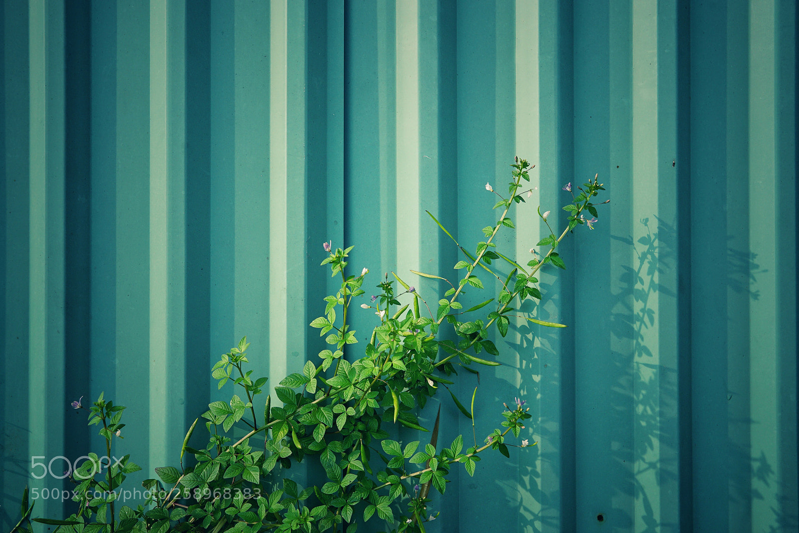 Sony a6000 sample photo. A garden fence photography
