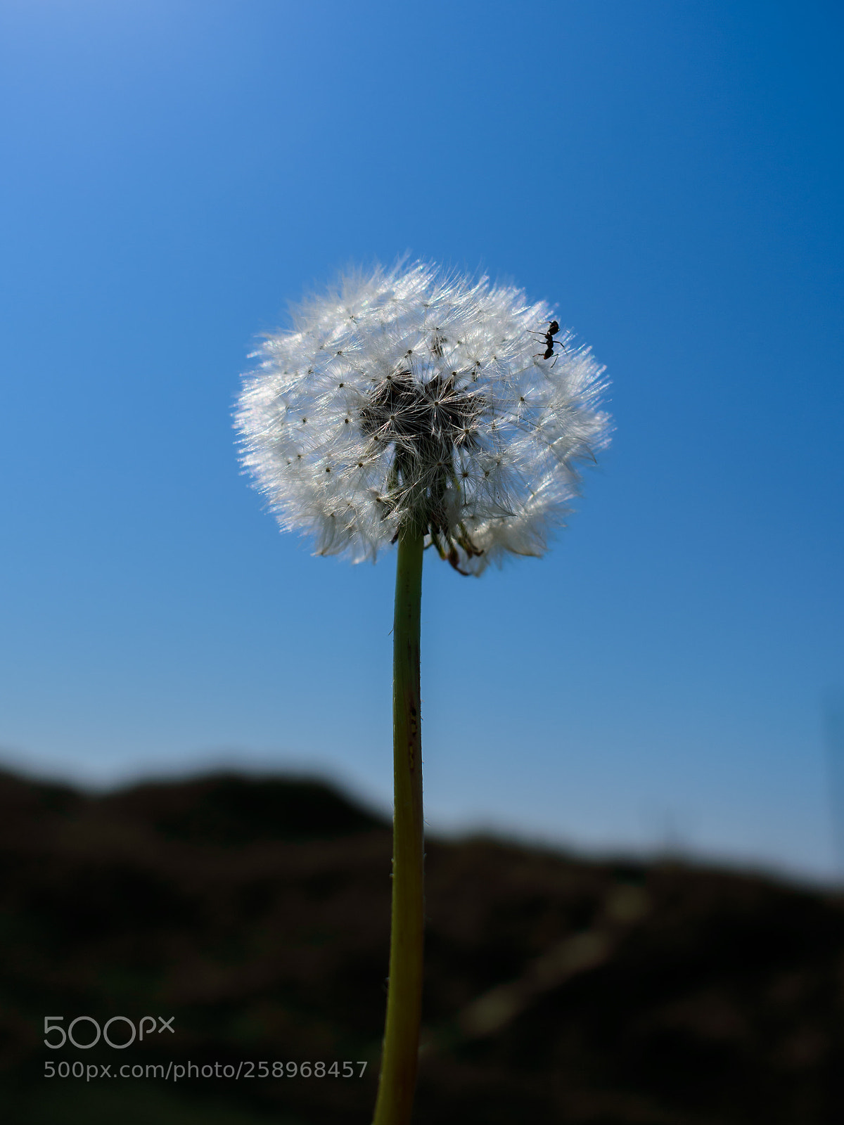 Nikon D3400 sample photo. Dandelion photography