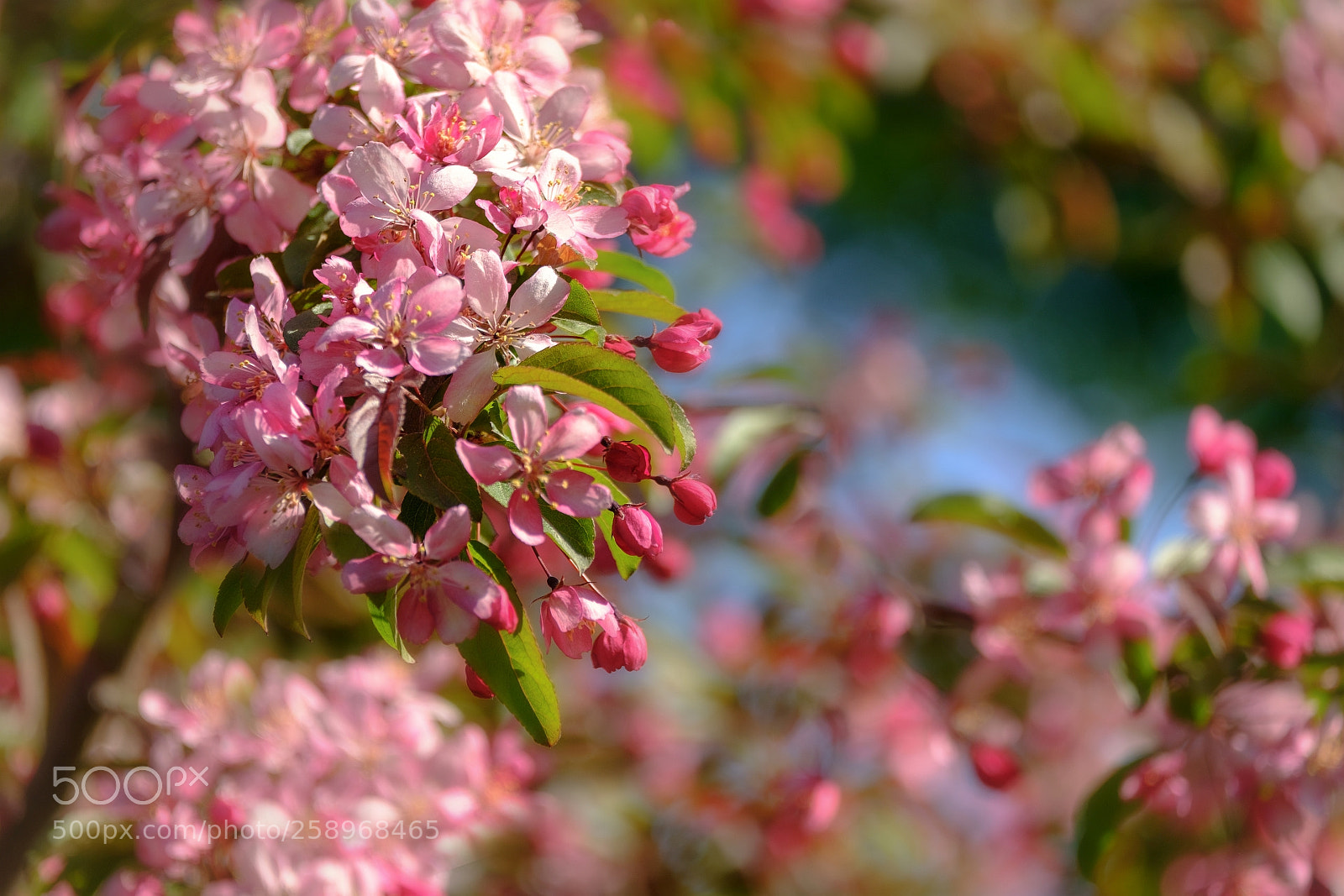 Fujifilm X-T20 sample photo. Blossom madness photography