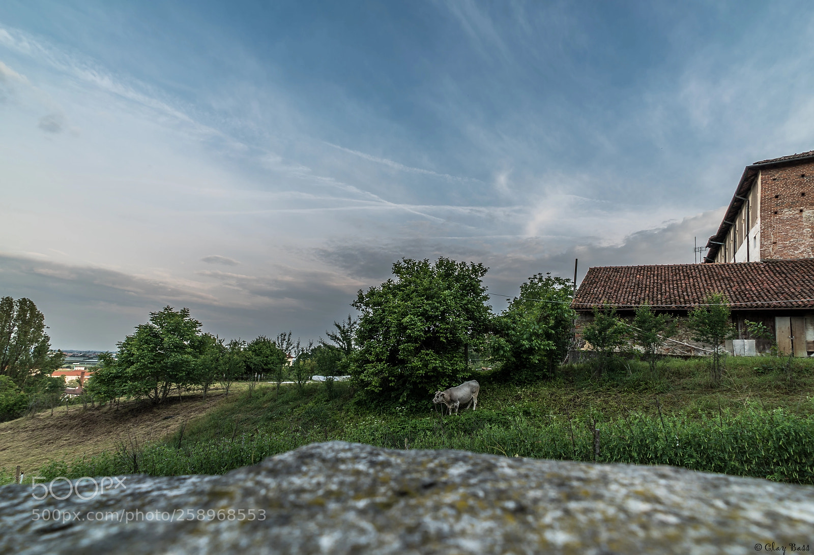 Sony a7S II sample photo. La mucca dietro il photography