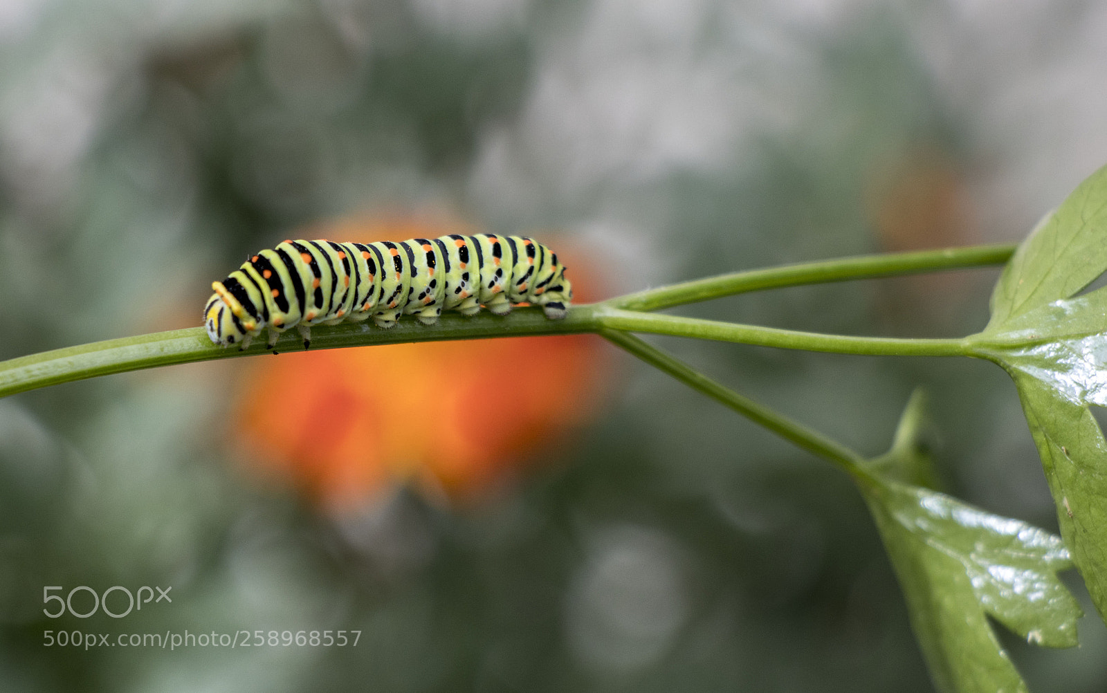 Canon EOS 77D (EOS 9000D / EOS 770D) sample photo. Caterpillar photography