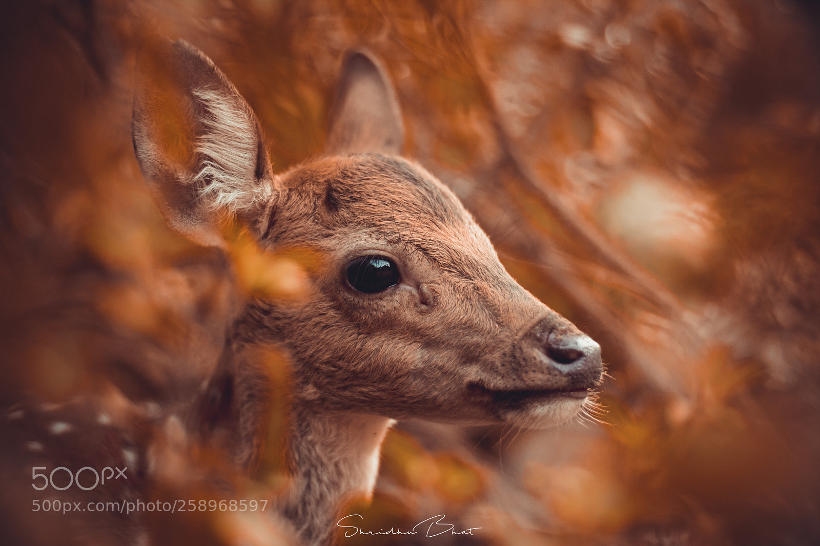 Nikon D7100 sample photo. Spotted deer photography
