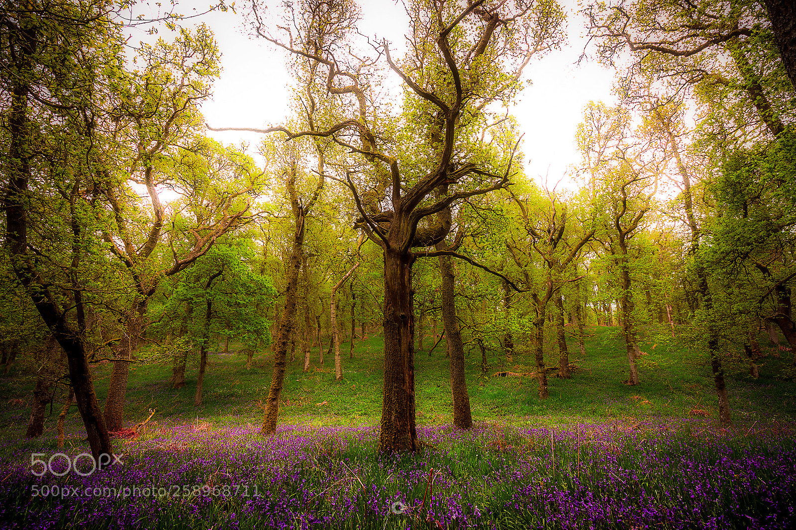 Canon EOS 5D Mark IV sample photo. Alone in the woods photography