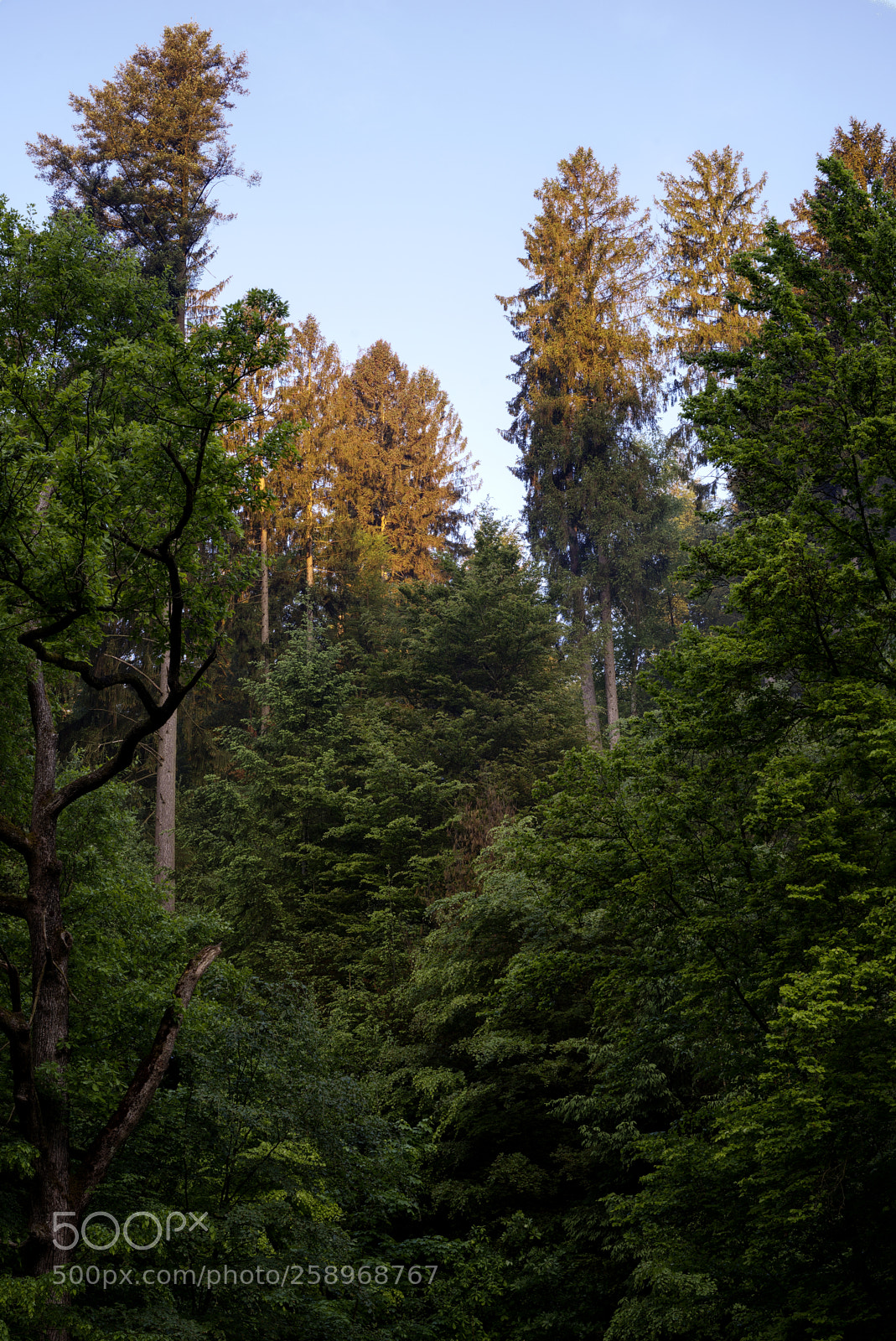 Nikon D750 sample photo. Forest40 photography