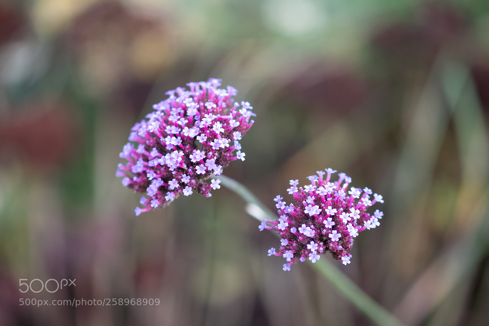 Fujifilm X-T2 sample photo. Focus photography