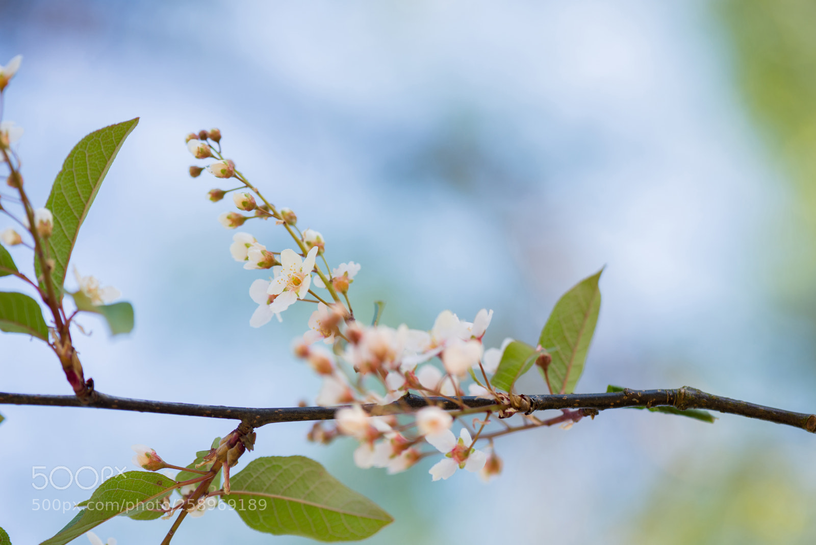Nikon D610 sample photo. Pink flowers on the photography