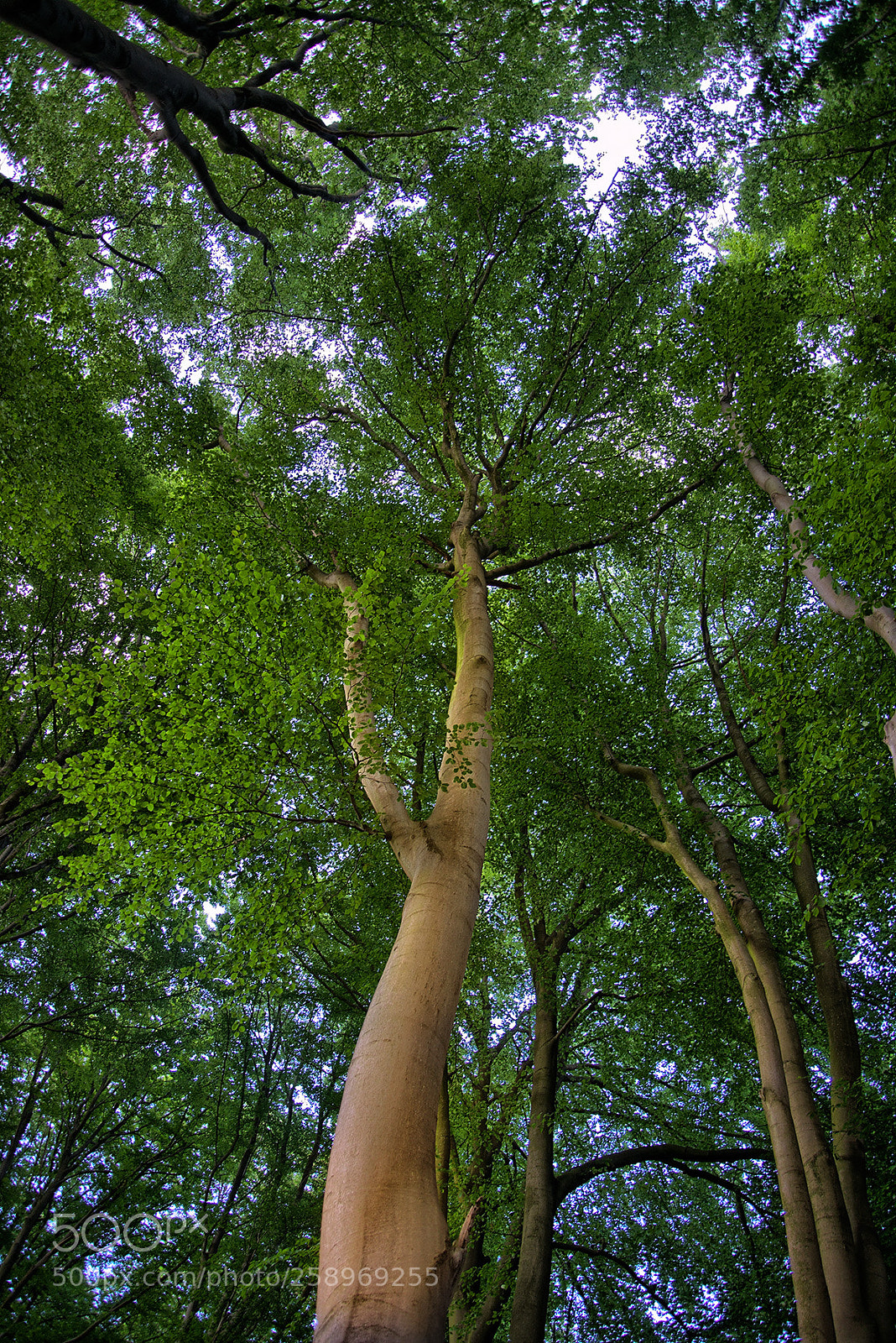 Nikon D800 sample photo. In the wood photography