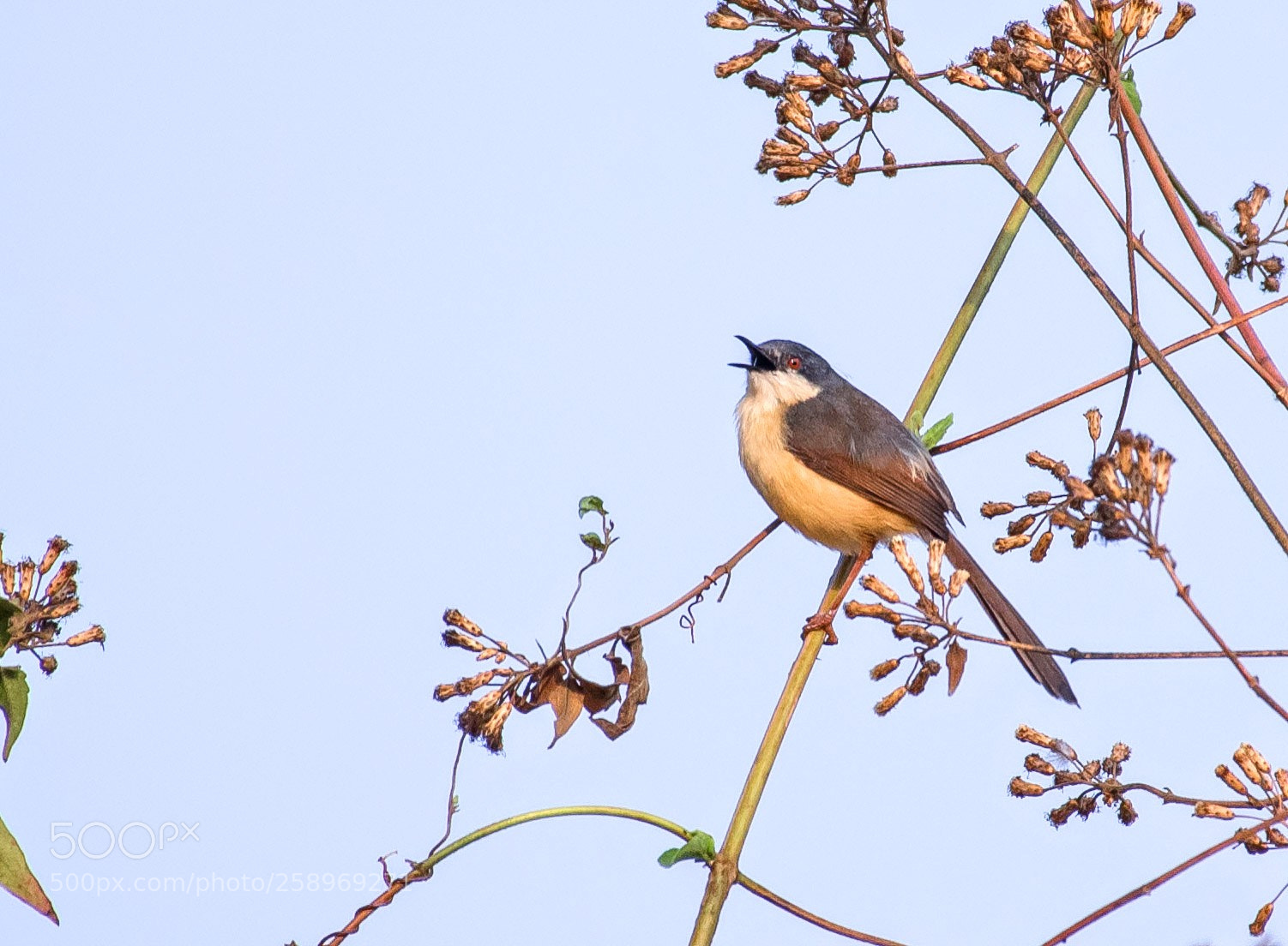 Nikon D7000 sample photo. Ashy prinia photography