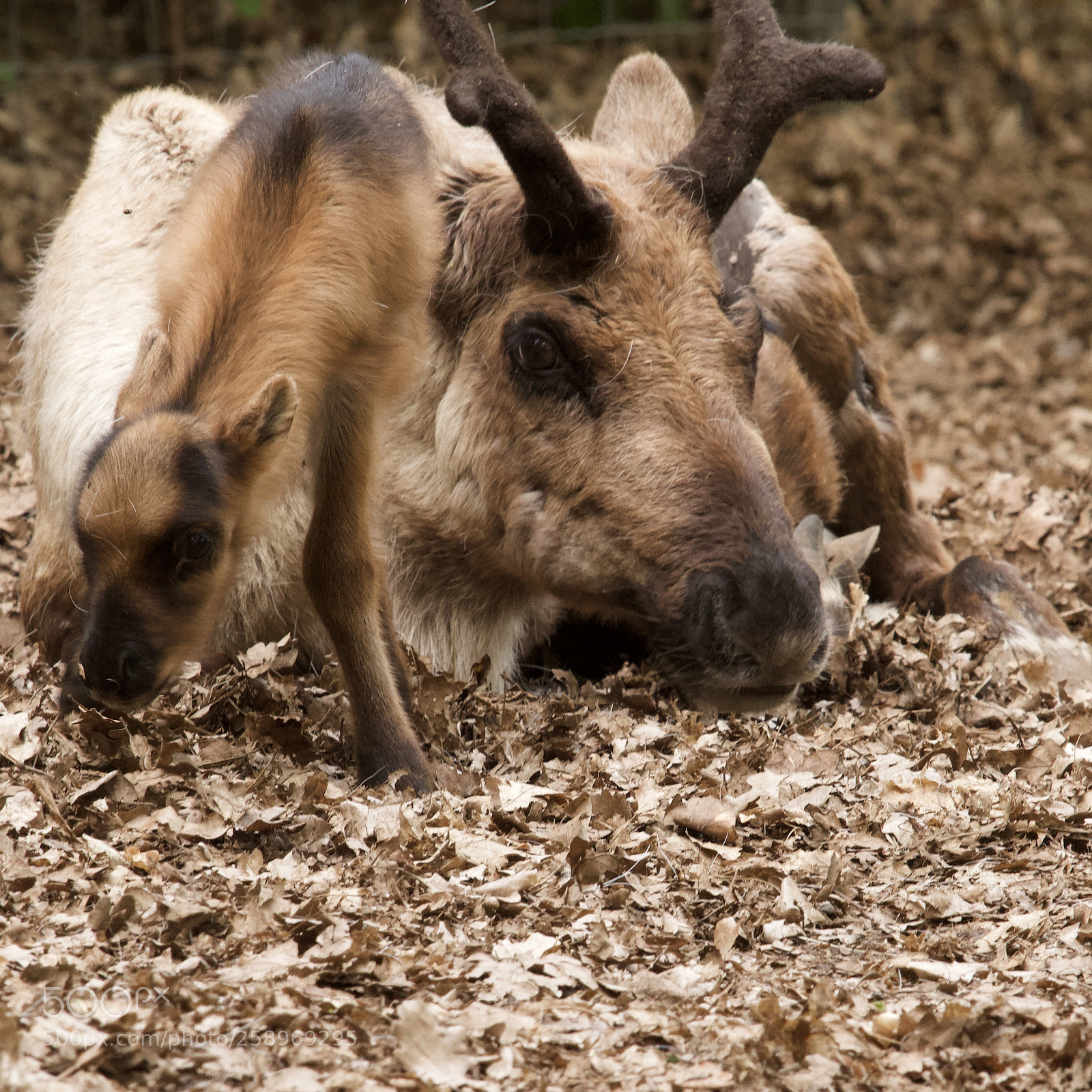 Canon EOS 7D sample photo. Reindeers 1 photography