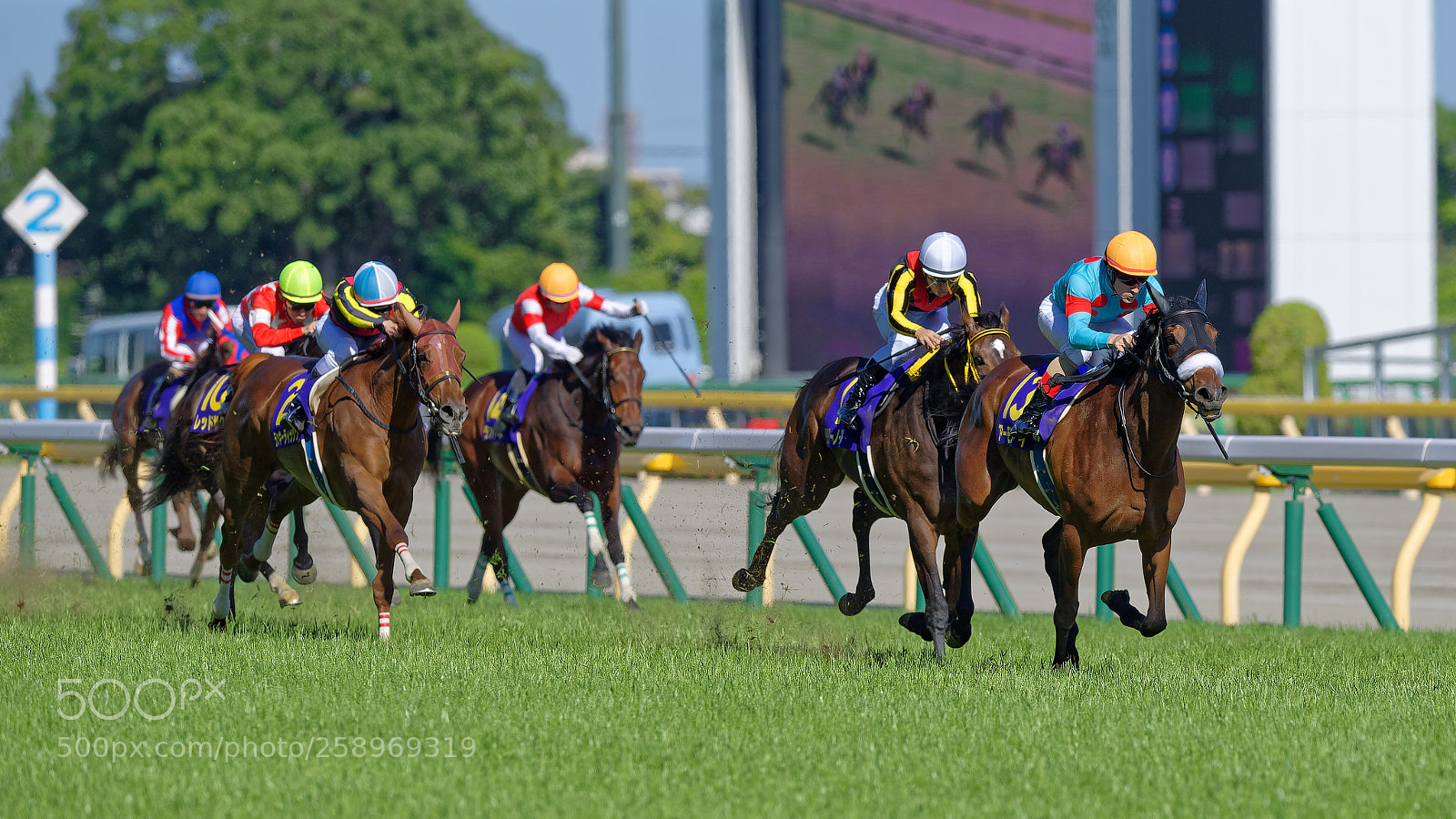 Nikon D5 sample photo. 2018 japanese  oaks photography