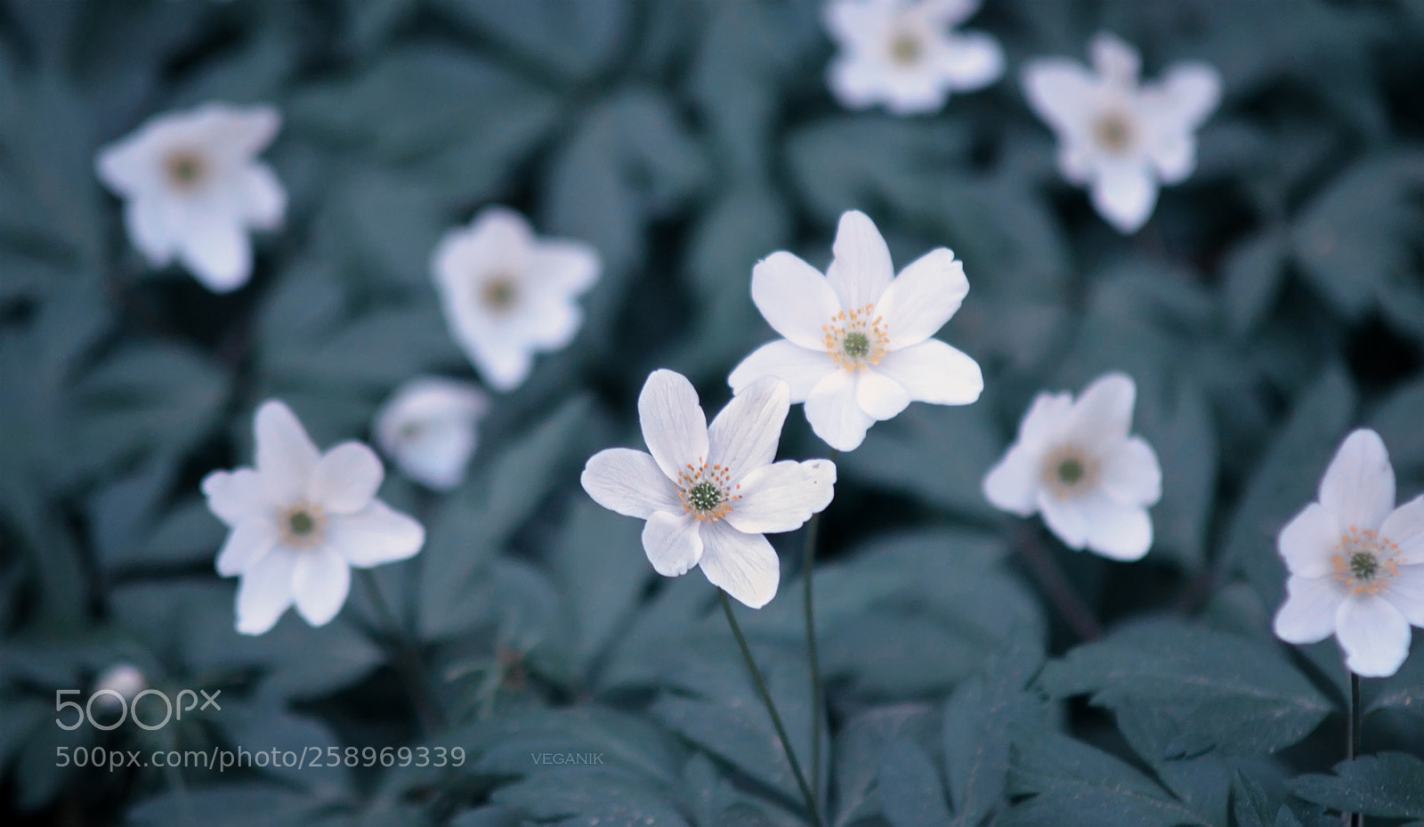 Nikon D3200 sample photo. ... photography