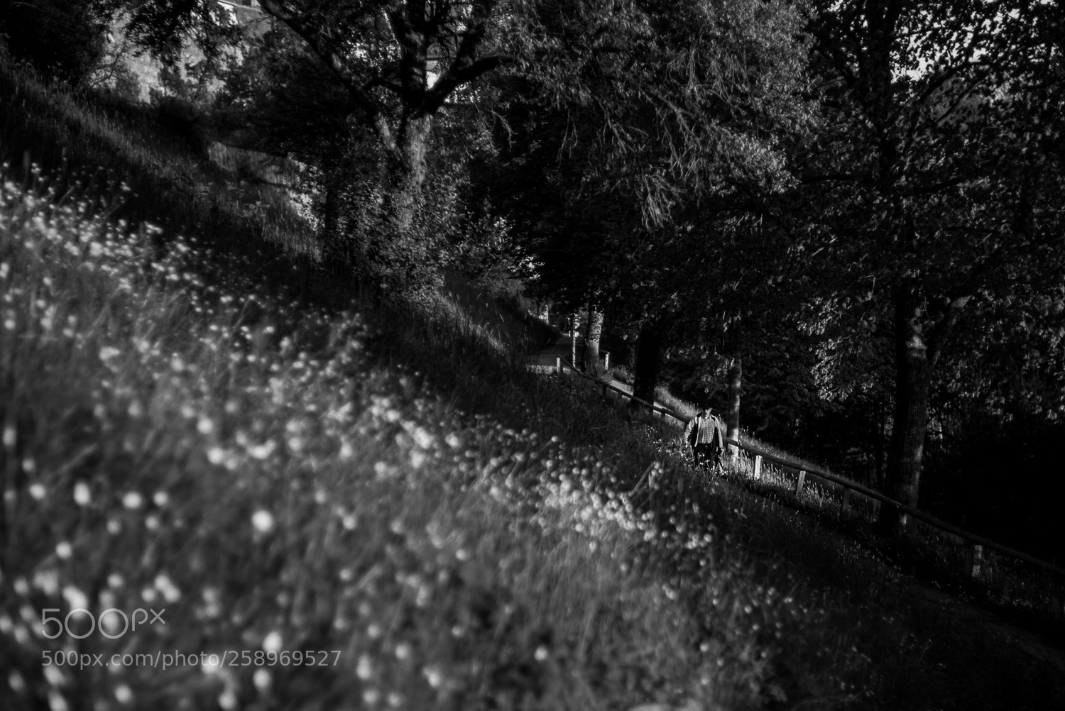 Leica M (Typ 240) sample photo. Morning walk photography