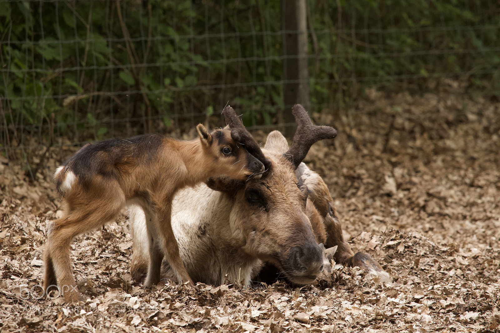 Canon EOS 7D sample photo. Reindeers 2 photography