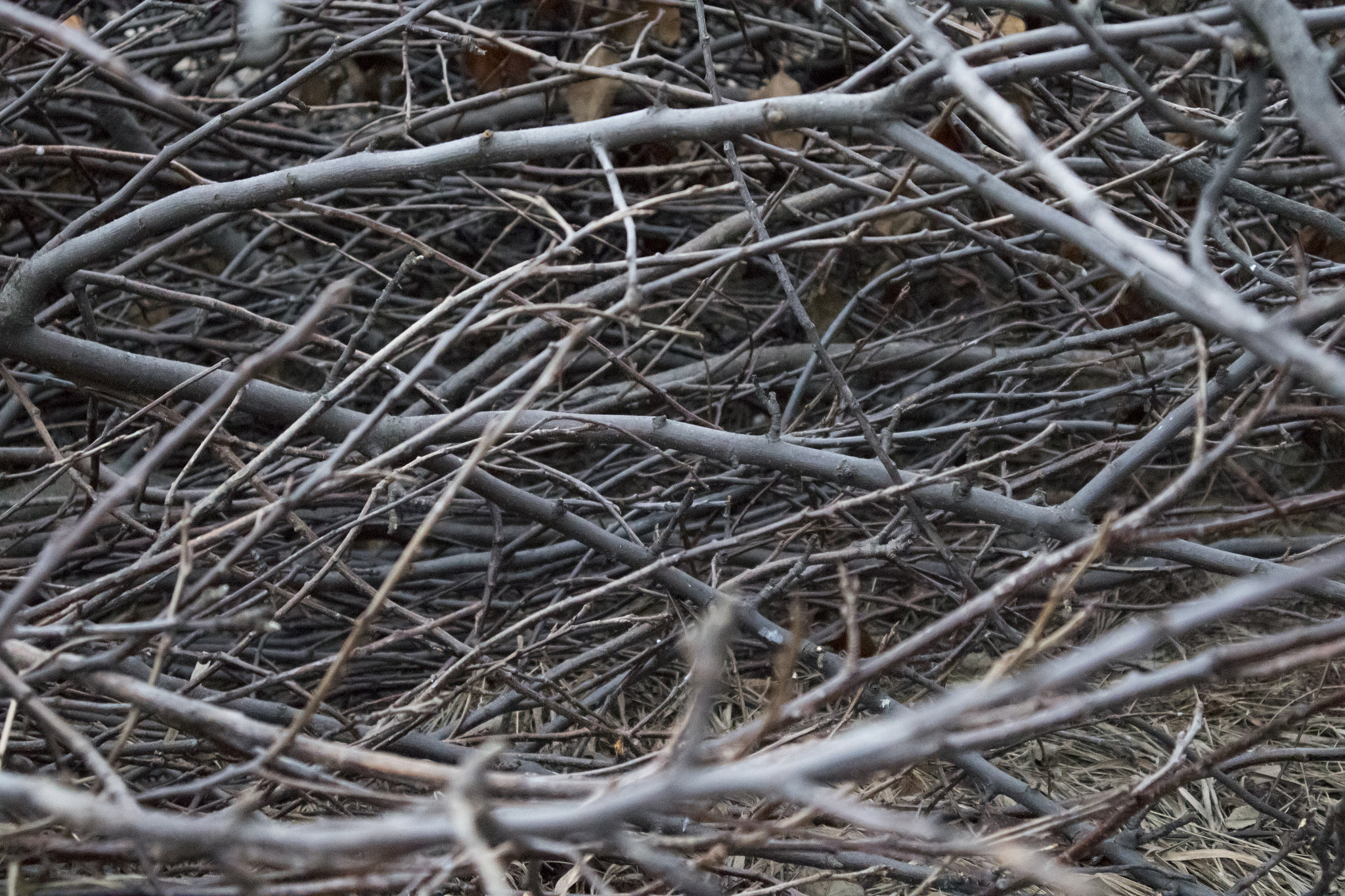 Canon EOS M10 sample photo. Autumn branches photography