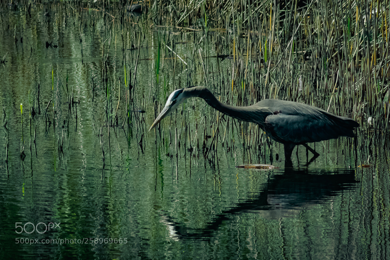 Nikon D3400 sample photo. Blue herron photography
