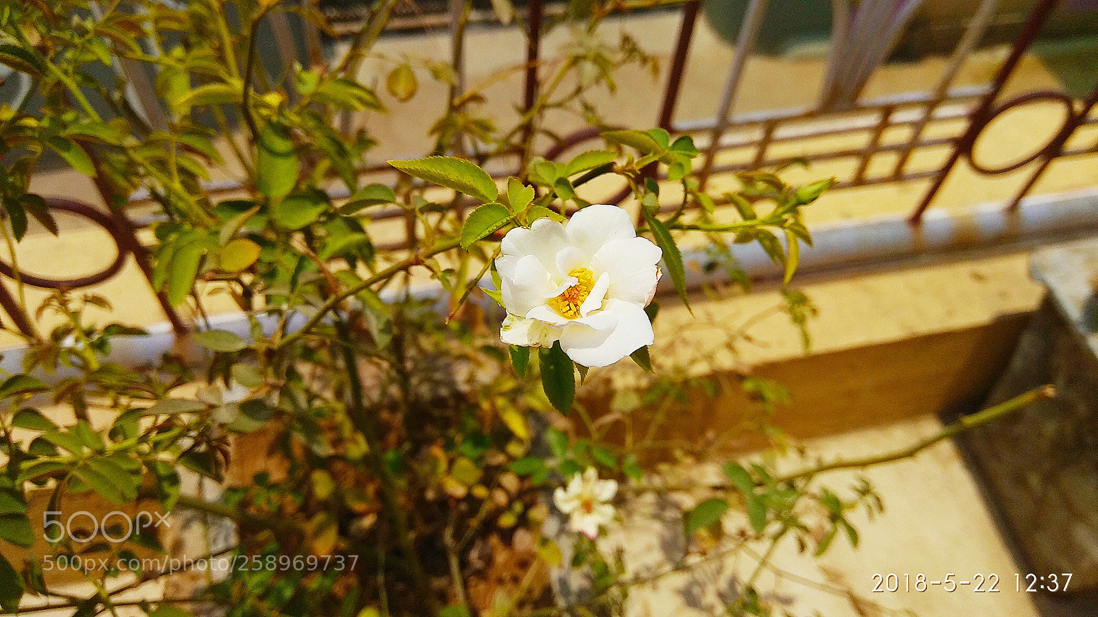 Xiaomi Redmi Note 4 sample photo. Flower tree photography