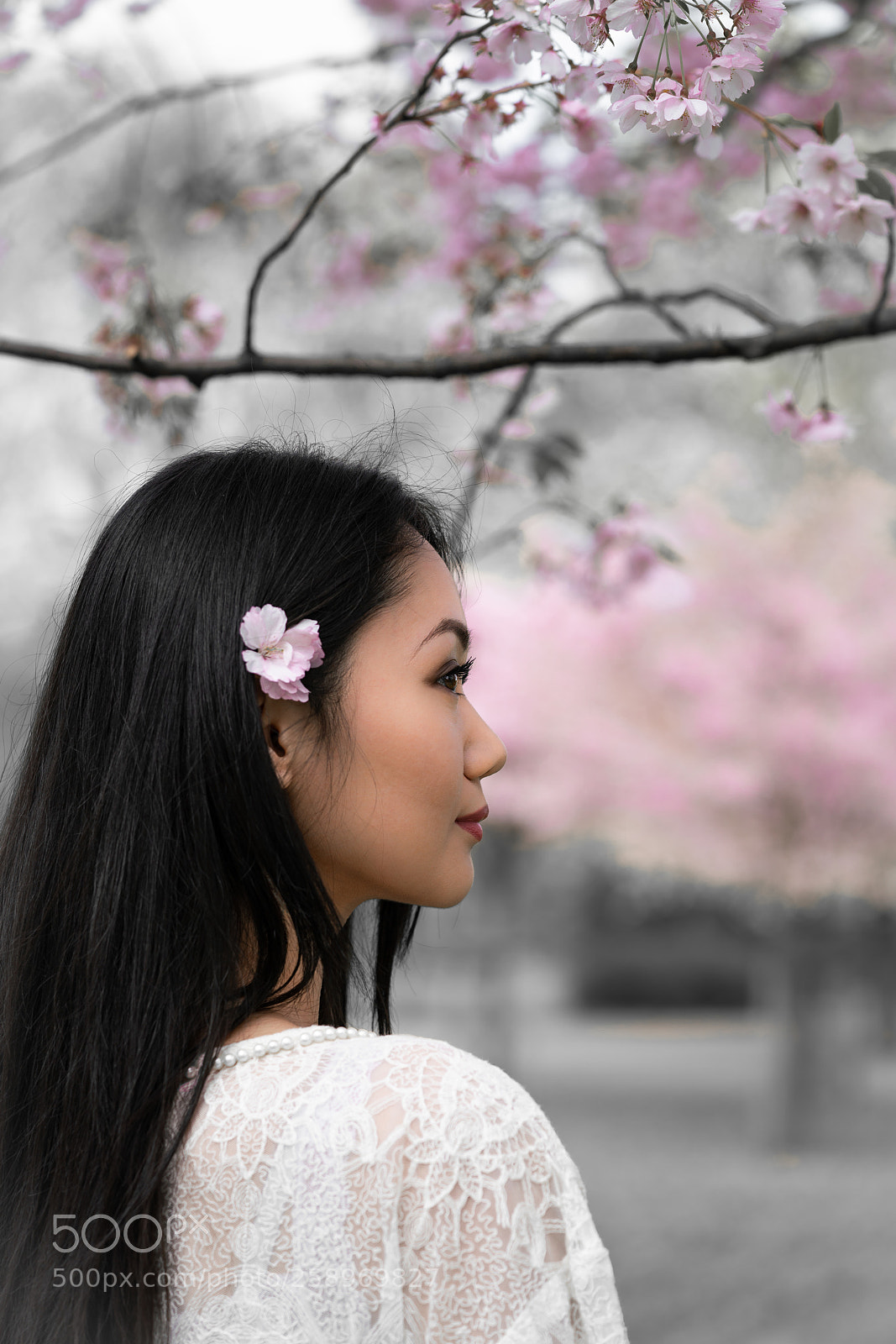 Sony a7R II sample photo. Sakura blossom photography