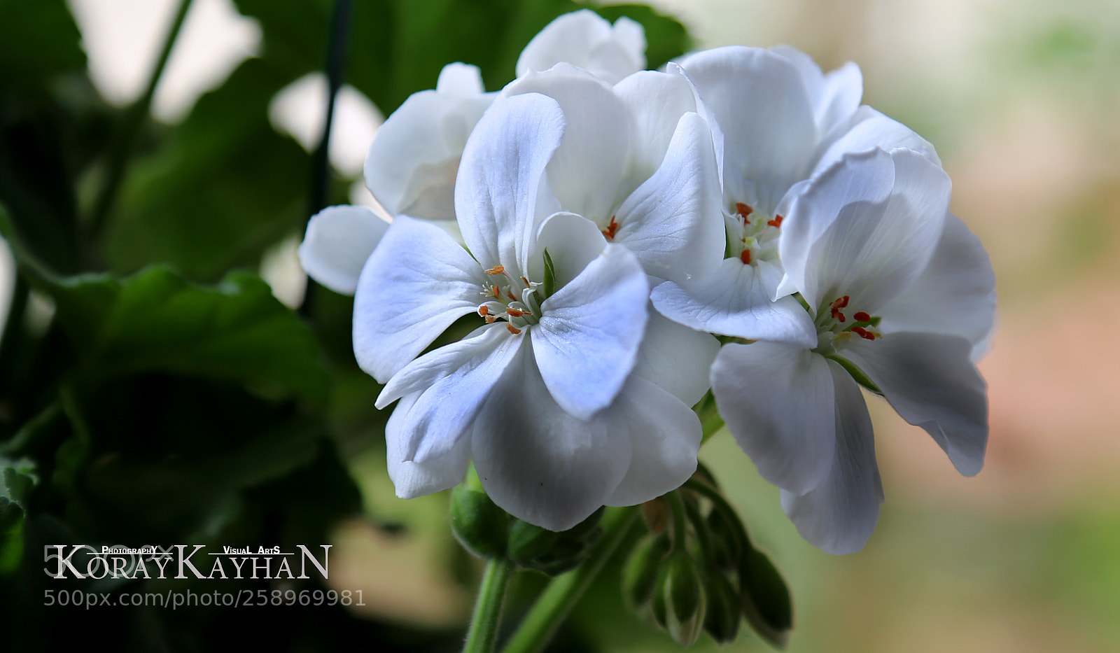 Canon EOS 6D sample photo. Beyaz sardunya white geranium photography