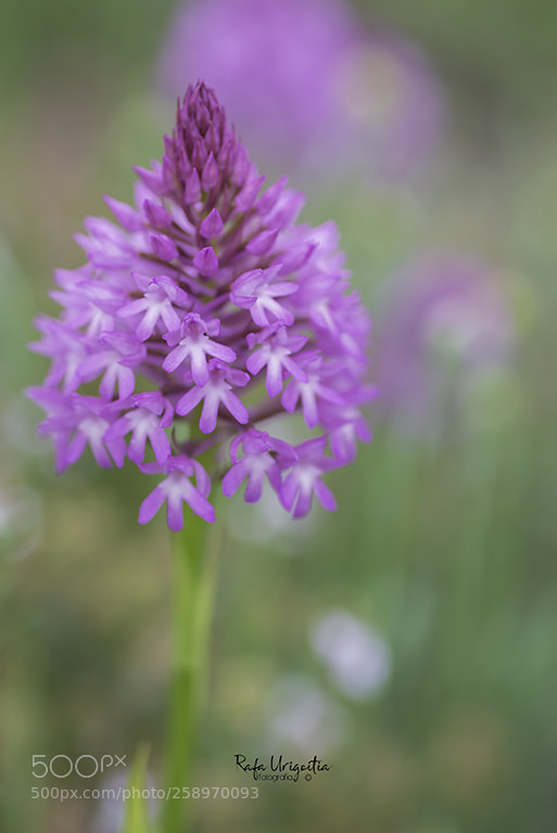 Nikon D610 sample photo. Flor caputxina photography