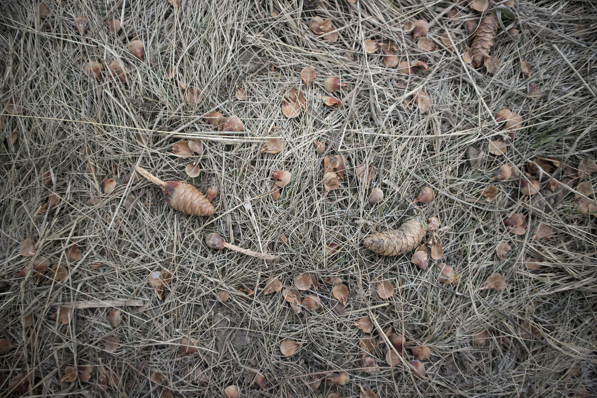 Canon EOS M10 sample photo. Bumps after squirrel photography