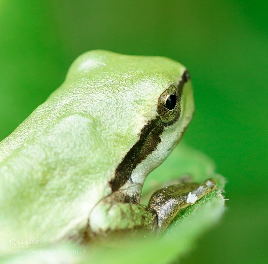 Sony a6500 sample photo. Frog photography