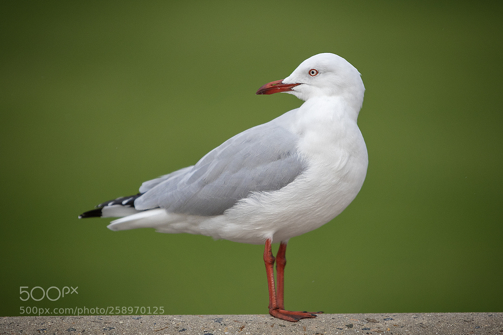 Canon EOS 7D Mark II sample photo. Gull photography