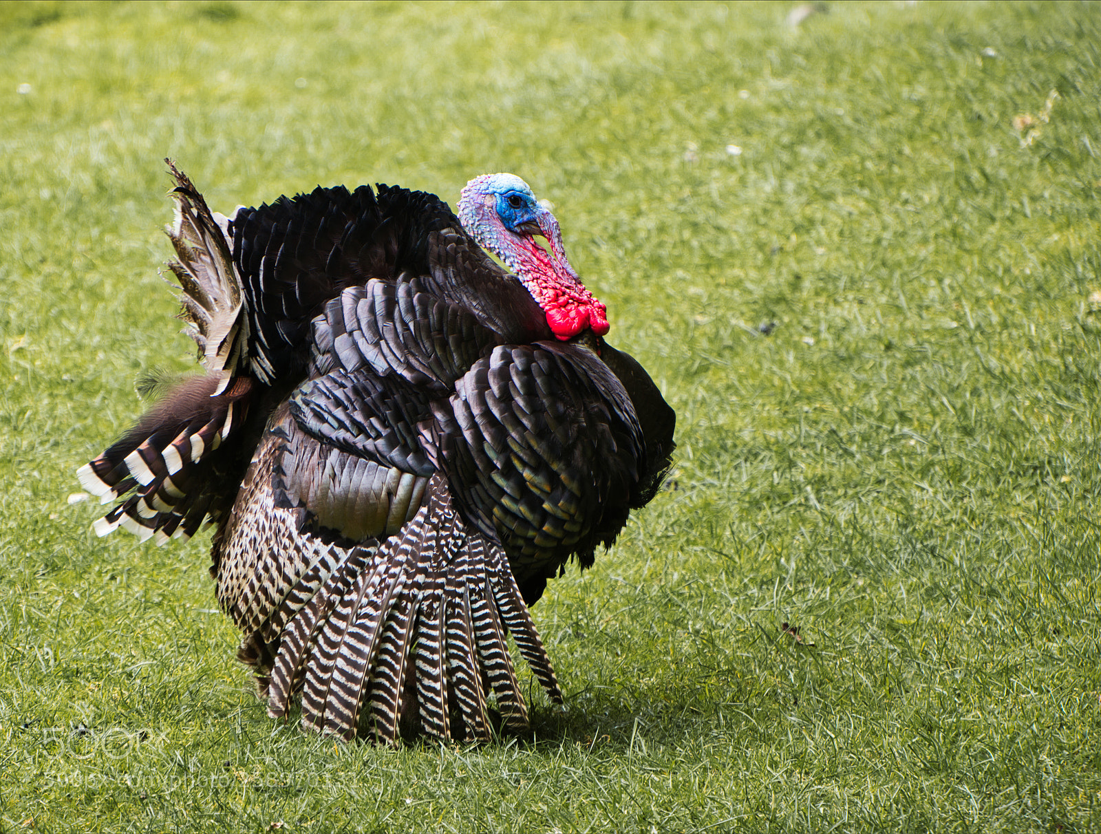 Nikon D5600 sample photo. Birds of a feather photography