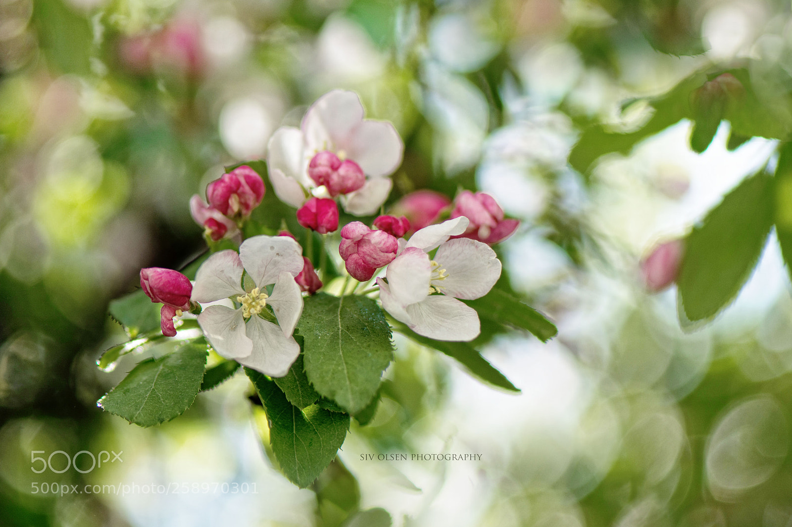 Nikon D7100 sample photo. ~ blossom ~ photography
