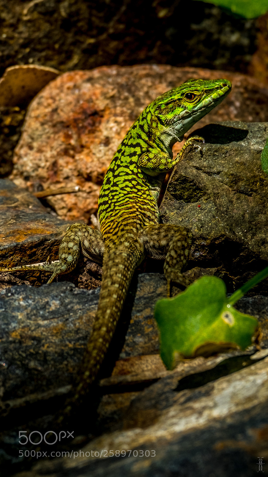 Fujifilm X-T2 sample photo. The green lizard of photography