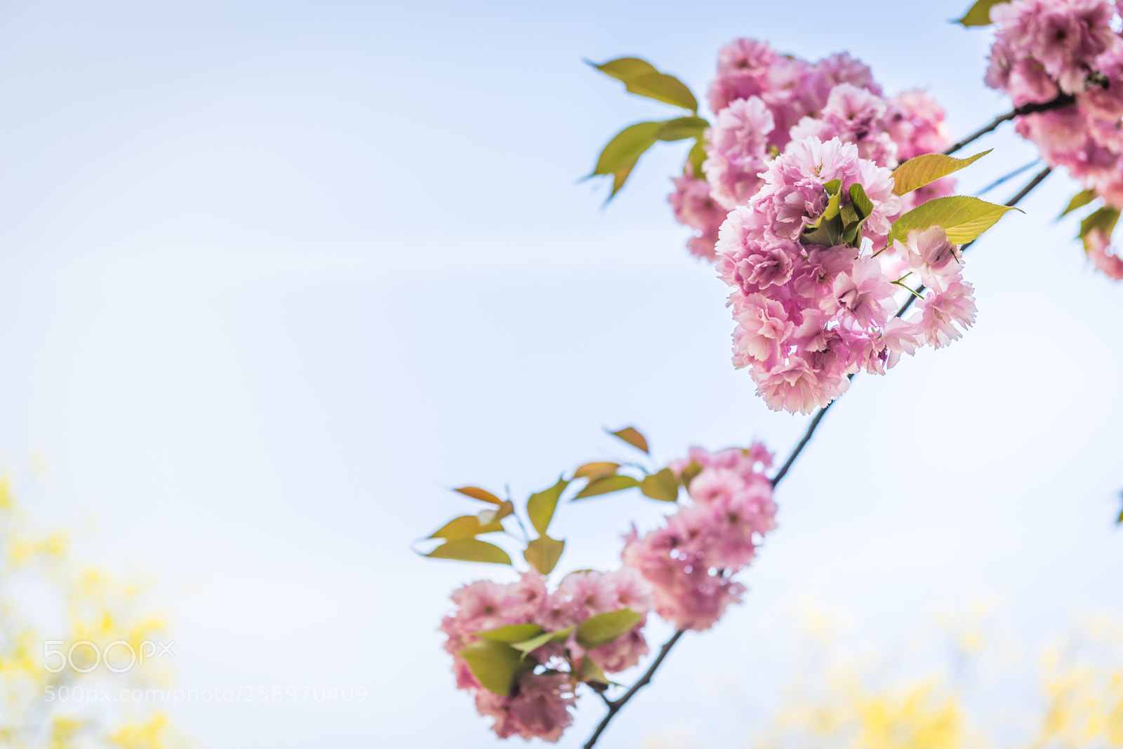 Nikon D610 sample photo. Pink flowers on the photography