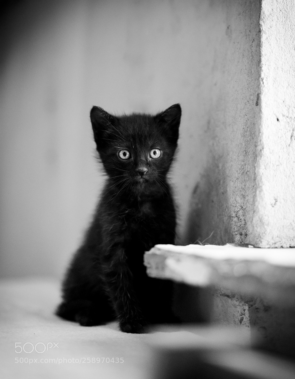 Sony a7R II sample photo. Cute little kitten photography
