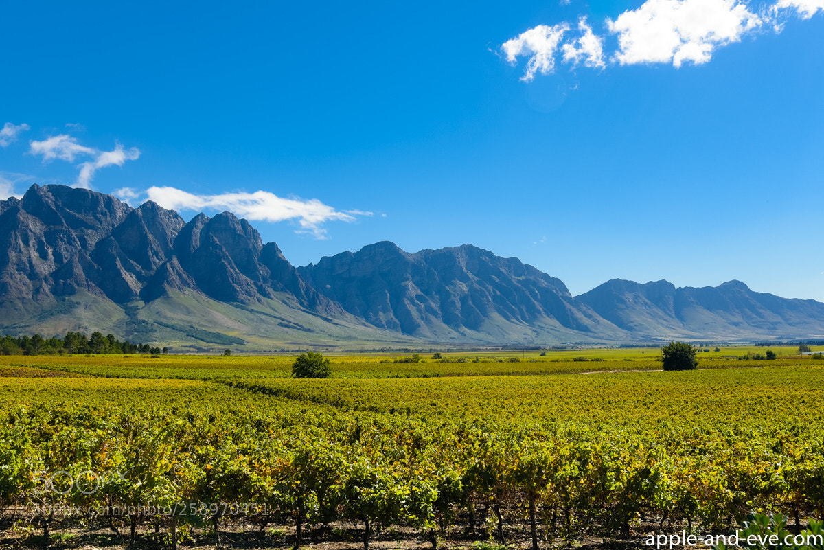 Nikon D750 sample photo. Cape winelands photography
