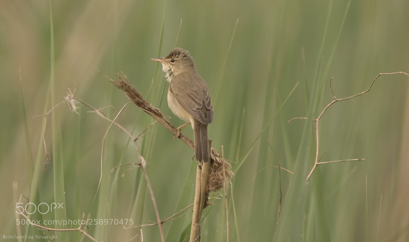 Nikon D7200 sample photo. Drosselrohrsänger (acrocephalus arundinaceus) photography