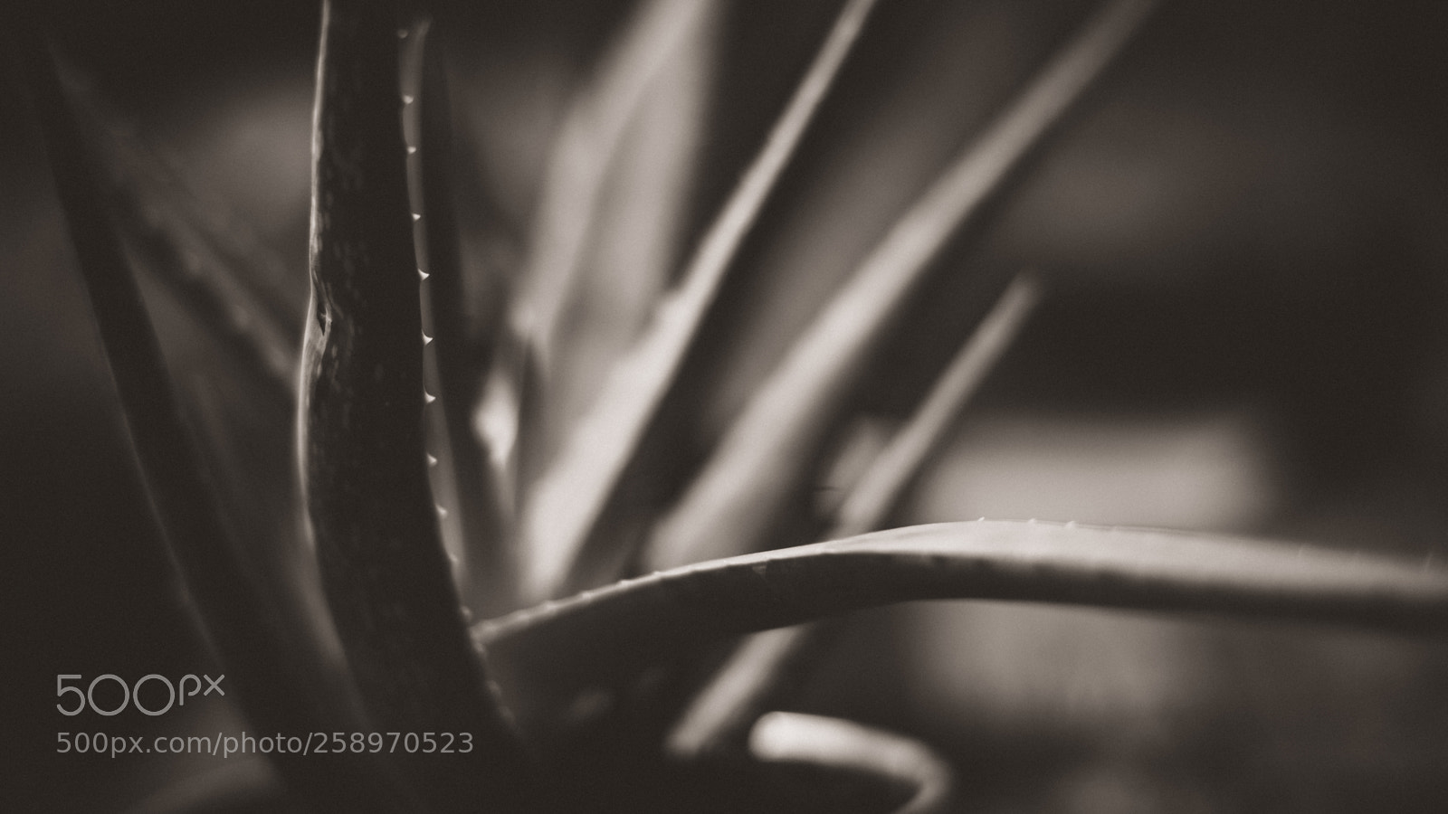 Fujifilm X-H1 sample photo. Aloe monochrome photography