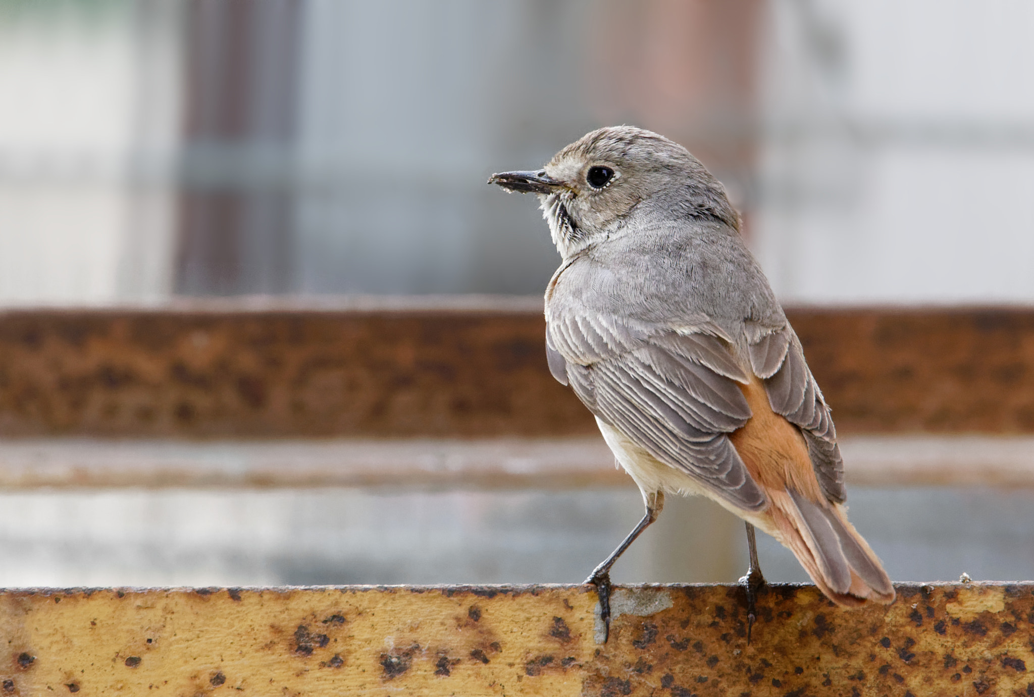Canon EOS 5D Mark IV sample photo. Birdwatching: white breasted robin ii. photography