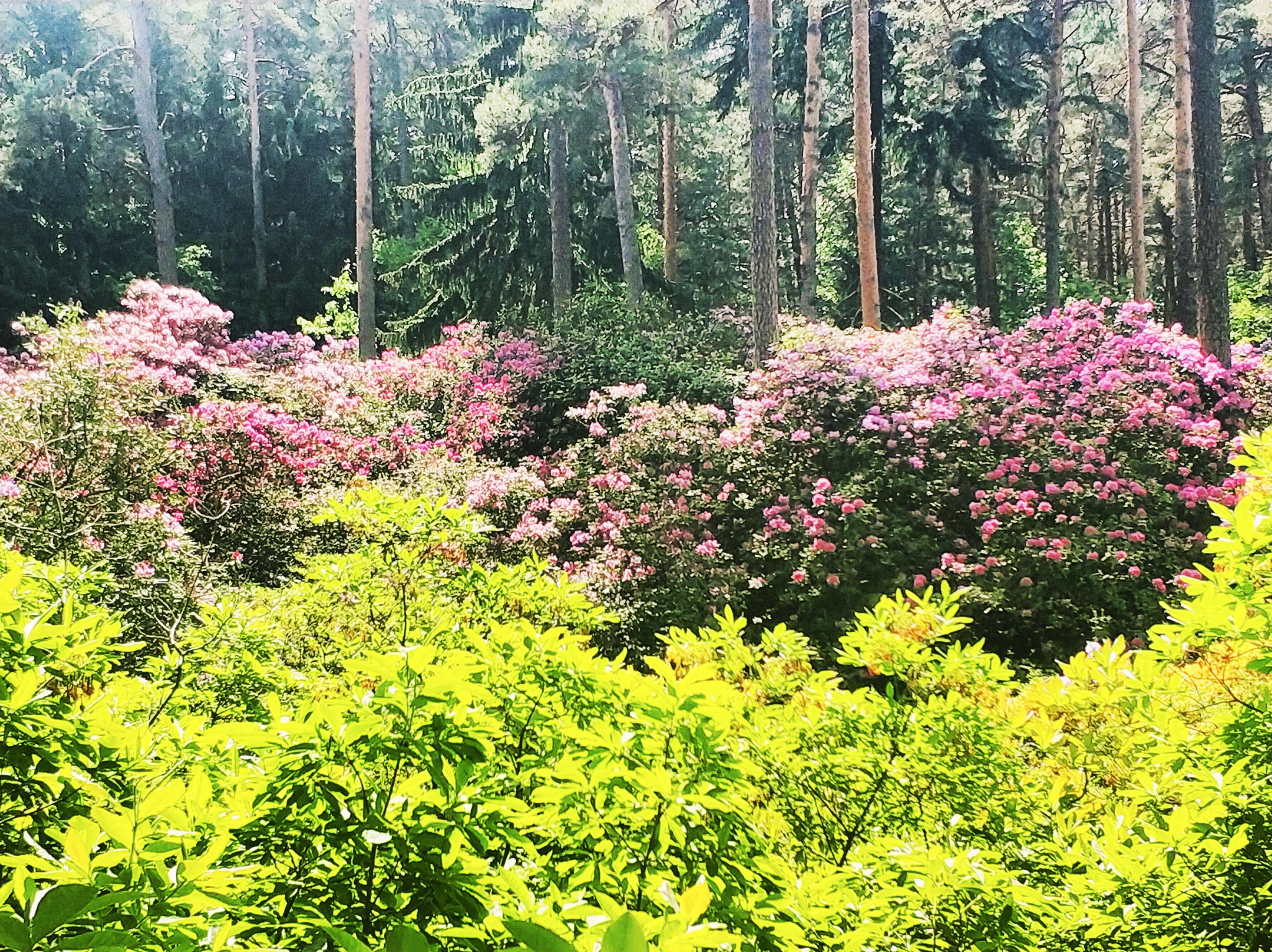 Xiaomi MI6 sample photo. Rhododendron gorge, germany photography