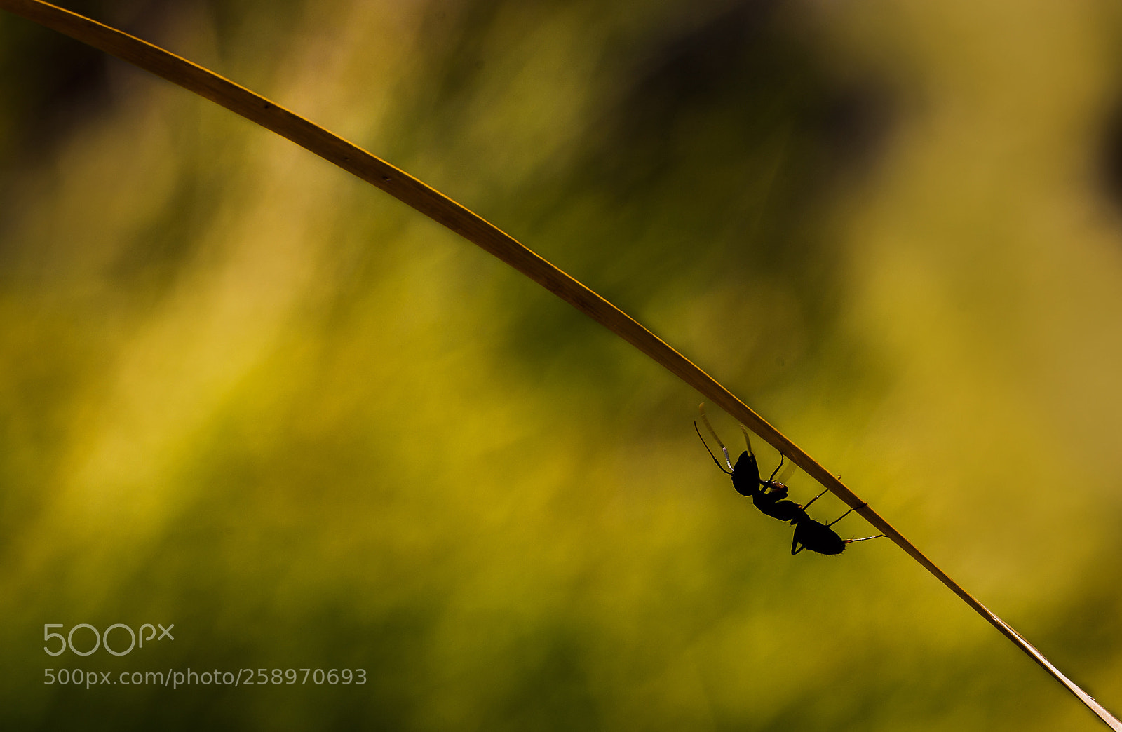 Canon EOS 6D sample photo. Ant photography