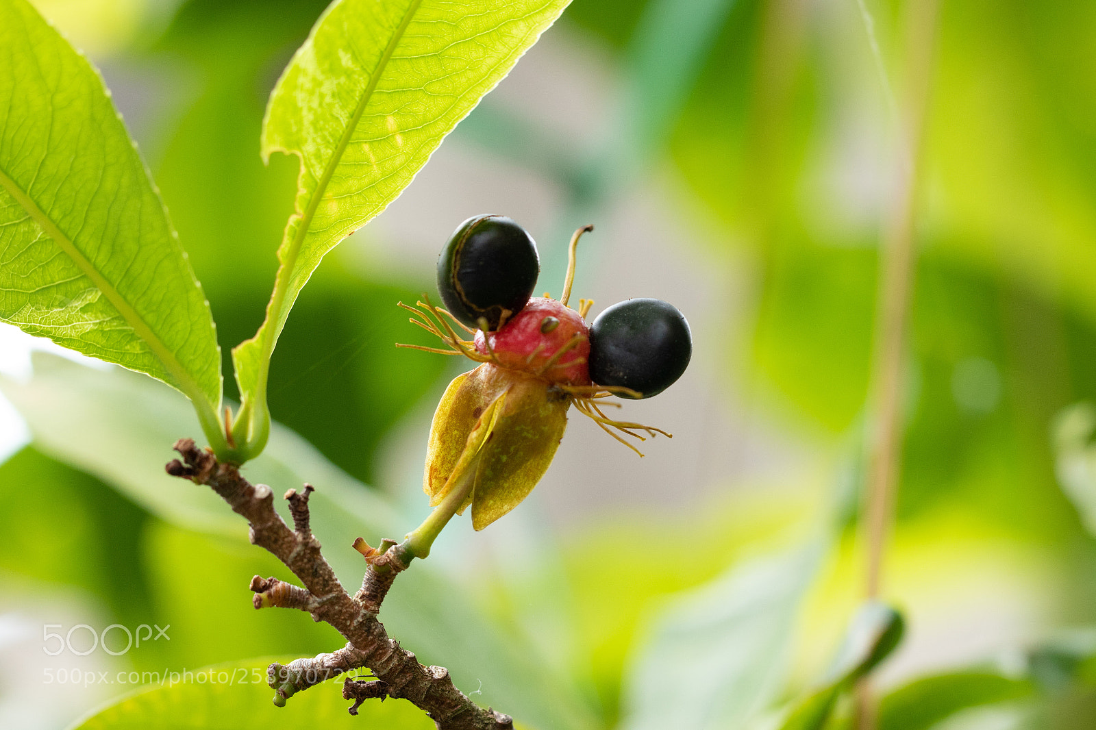 Canon EOS 7D Mark II sample photo. Like a fly... photography