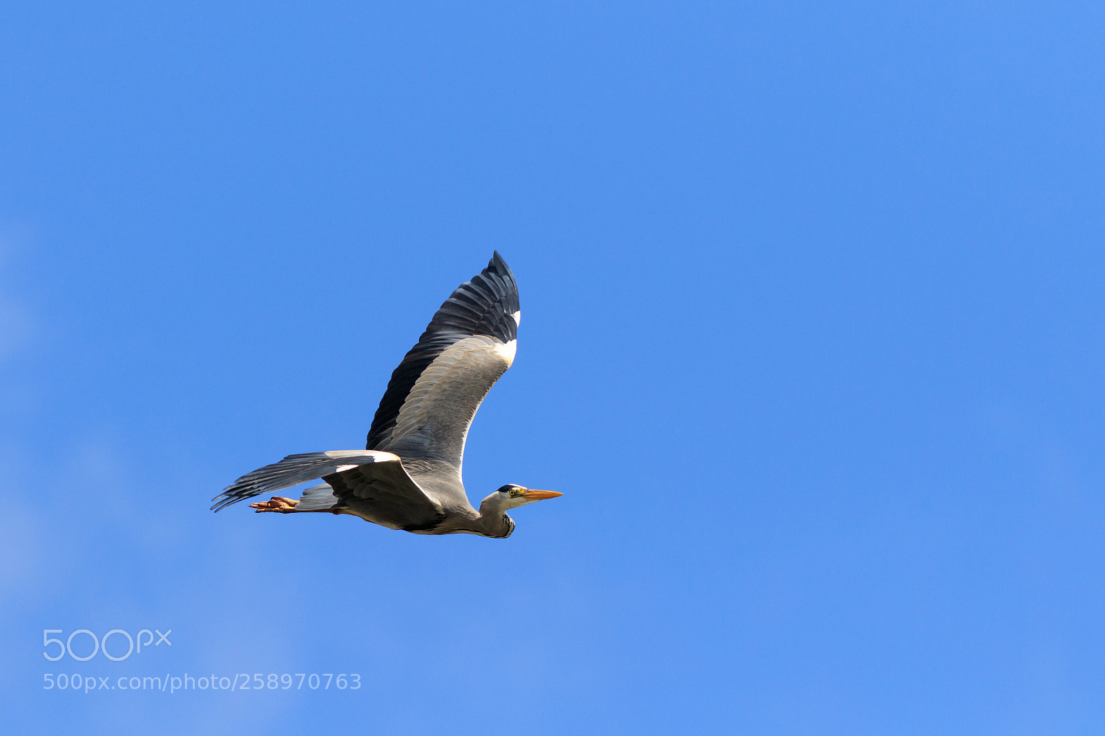 Canon EOS 7D Mark II sample photo. Grey heron photography