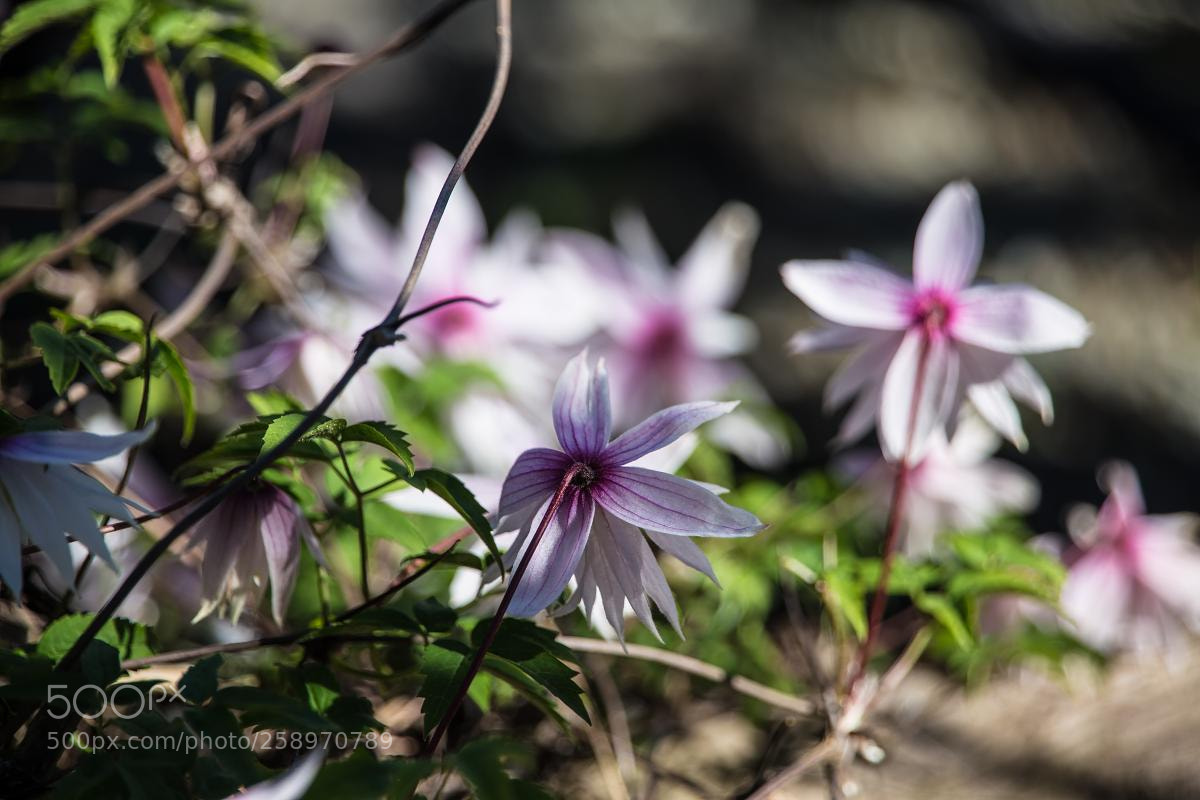 Canon EOS 6D sample photo. Flowering clematis photography