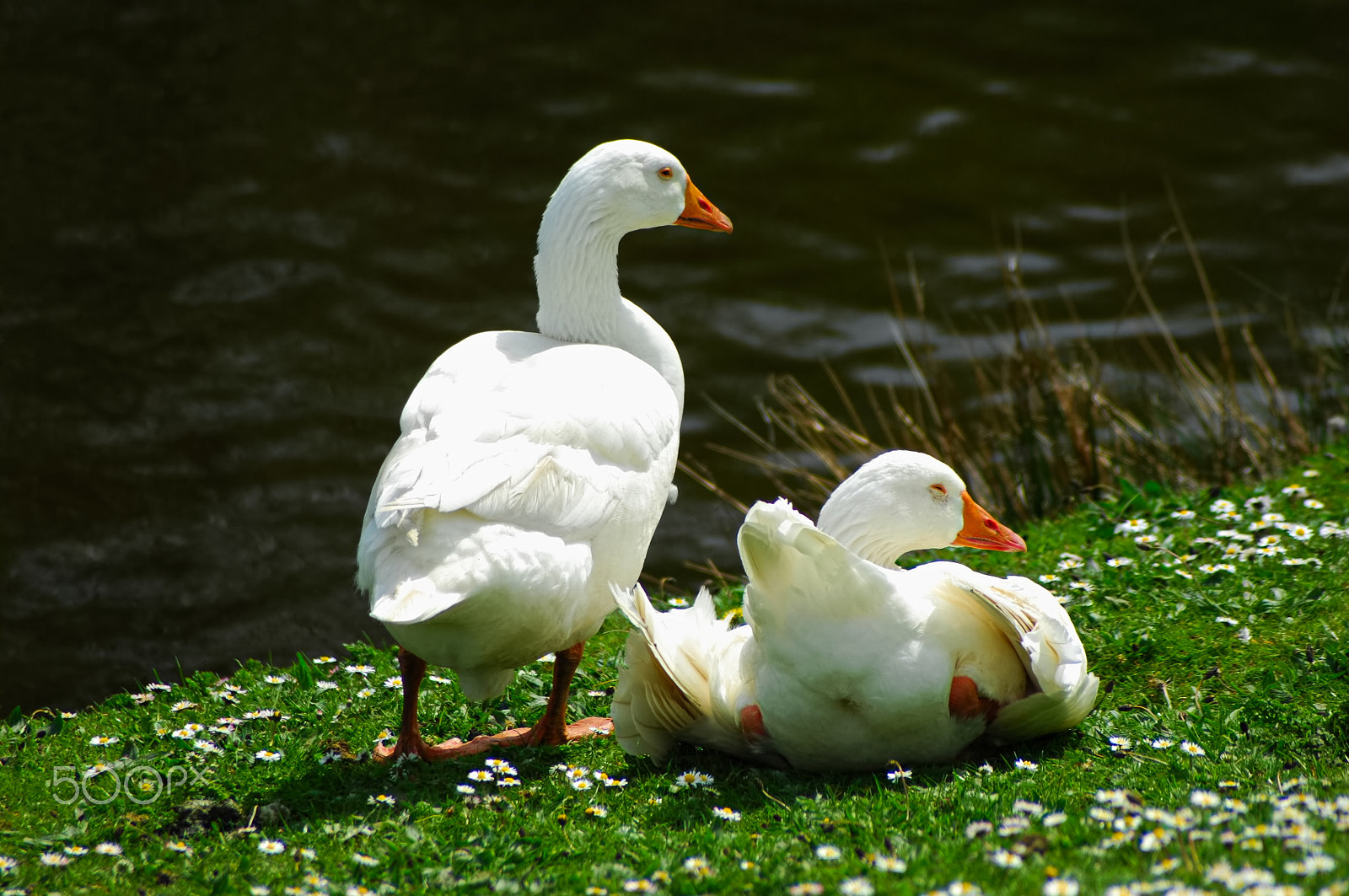 Nikon D2X sample photo. Geese photography