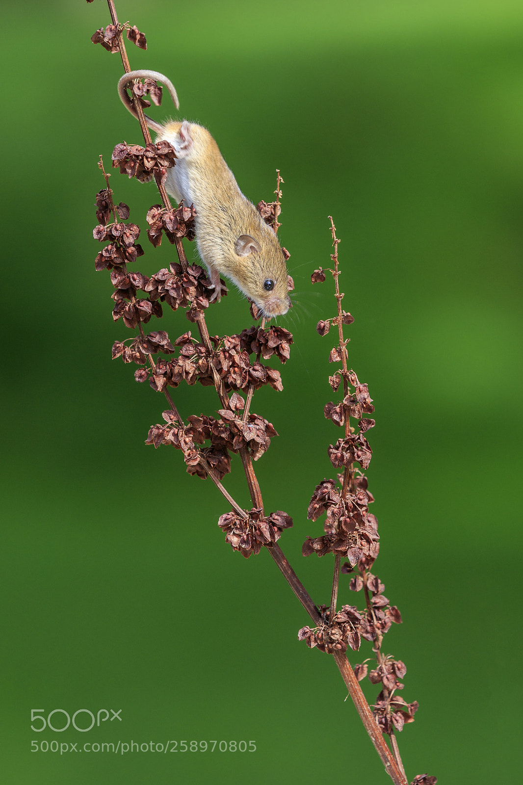 Canon EOS 7D Mark II sample photo. Harvest mouse photography