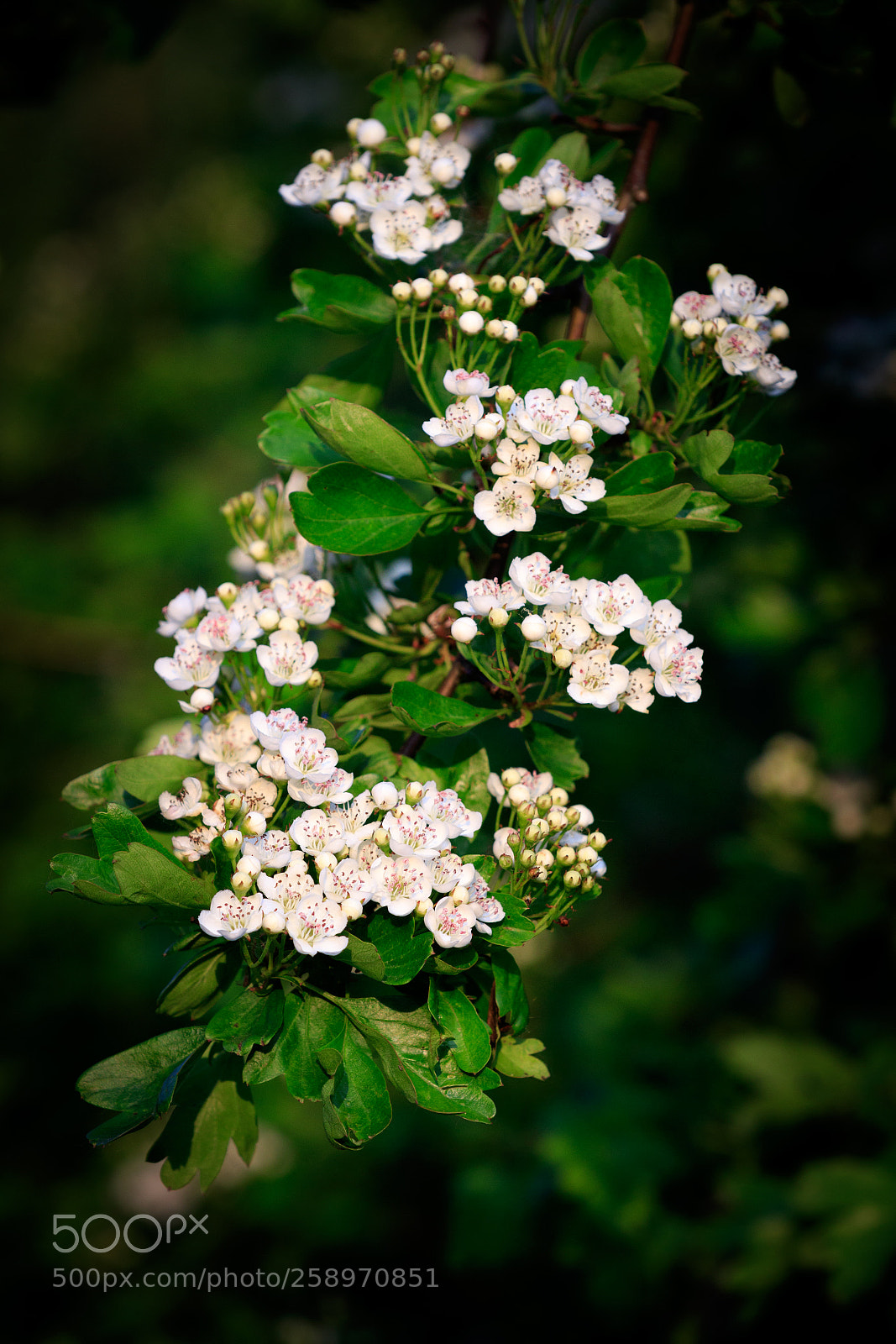 Canon EOS 7D Mark II sample photo. Hawthorn, common (crataegus monogyna) photography
