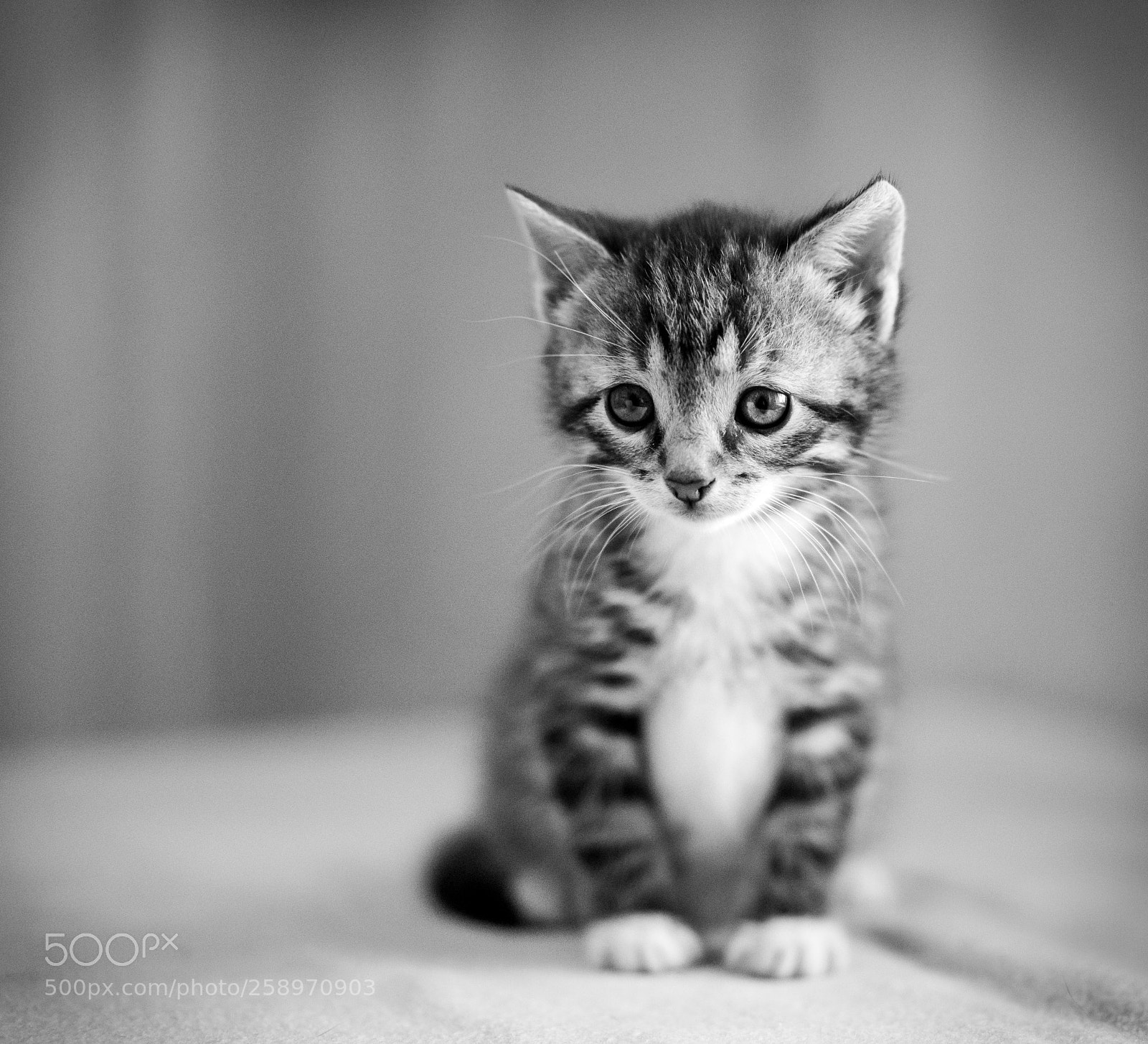 Sony a7R II sample photo. Cute little kitten photography